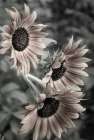 Sunflower varieties, New Mexico Art Print